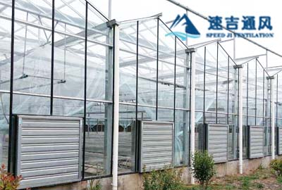 徐州蔬菜大棚種植專用鍍鋅板負壓風機通(tōng)風降(jiàng)溫工程